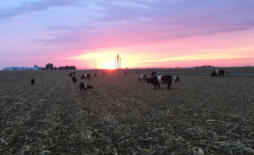 Cypress Grove Belties